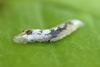 Episyrphus balteatus